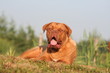 Le disours du Dogue de Bordeaux en repos
