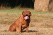 Trop forte chaleur pour le Dogue de Bordeaux