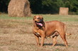 Dogue de Bordeaux regardant au loin