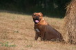 Dogue de Bordeaux assis à l'ombre