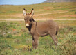 A cute baby donkey standing in the veldt