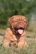 Petit chien qui baille trop rigolo