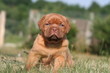 Tout petit molosse de Bordeaux adorable