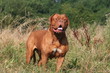 Gentillesse du chien molosse à la campagne