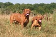 Jeune Dogue de Bordeaux et sa mère nous tirent la langue