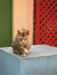 Chat tigré