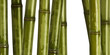 fine image of different bamboo, nature background