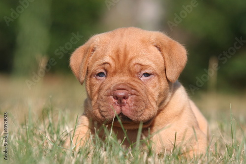 Photo: Génial petit Dogue de Bordeaux à croquer Génial petit Dogue de Bordeaux à croquer