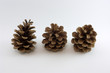 Three pine cones