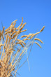 Wheat stems against a blue sky.