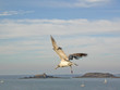 Une mouette bretonne