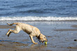 A yellow lab getting a tennis ball at the beach A yellow lab getting a tennis ball at the beach