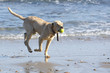 A yellow lab getting a tennis ball at the beach A yellow lab getting a tennis ball at the beach