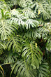 Philodendron