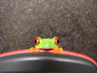 grenouille