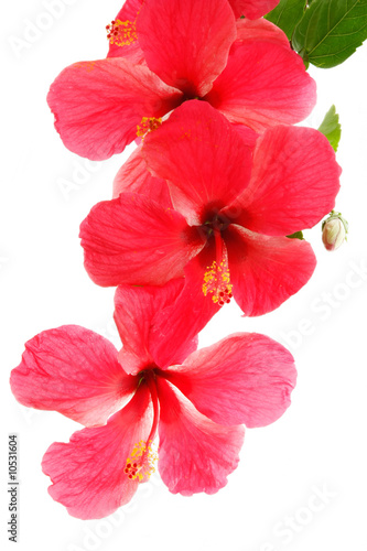 Fleurs d'hibiscus rouge