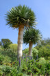 EXOTIC FLORA EXOTIC FLORA
