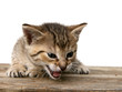 Kitten on wooden desk Kitten on wooden desk