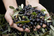 Olives picking