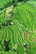 rizières et signe symbole chinois rizières et signe symbole chinois
