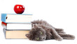 Long haired kitten laying with books.