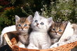 Foto: 3 Katerchen 3 Katerchen
