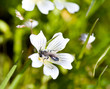 Bee, Genus Andrena, on Meadowfoam, Limnanthes douglasii Bee, Genus Andrena, on Meadowfoam, Limnanthes douglasii