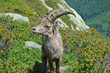Jeune bouquetin