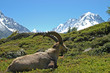Bouquetin devant les montagnes