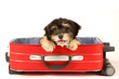 puppy in the suitcase puppy in the suitcase
