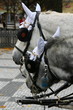 Foto: Attelage Attelage