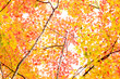 Japanese Autumn forest
