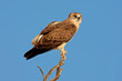 Black-breasted snake eagle (Circaetus gallicus), South Africa Black-breasted snake eagle (Circaetus gallicus), South Africa