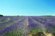 Lavanda in Provenza