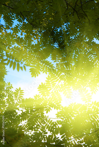 Foto: rays of sun in deep forest rays of sun in deep forest