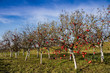 Red apples on apple trees