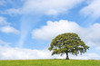 Oak Tree Beauty
