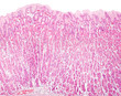 Stomach Photomicrograph