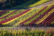Weinberg im Herbst