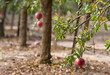 Pomegranate cultivation