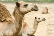 Camels on the field