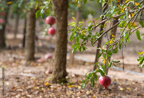 Photo: Pomegranate cultivation Pomegranate cultivation