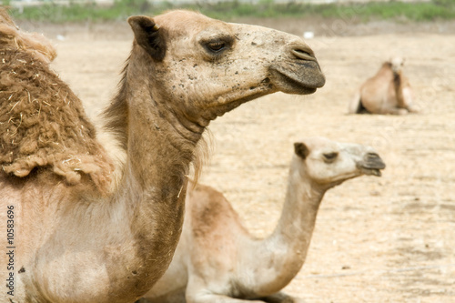 Photo: Camels on the field Camels on the field