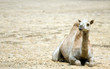 Camel on the field