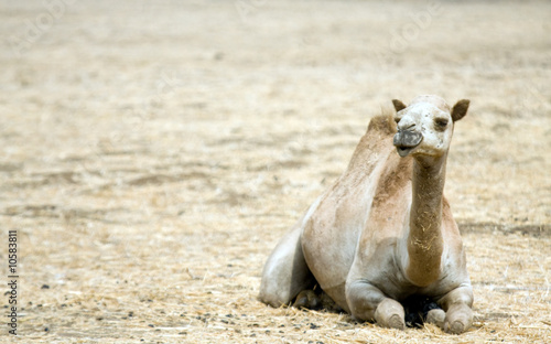 Photo: Camel on the field Camel on the field