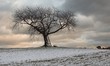 Baum auf zugeschneitem Feld vor dunklen Wolken