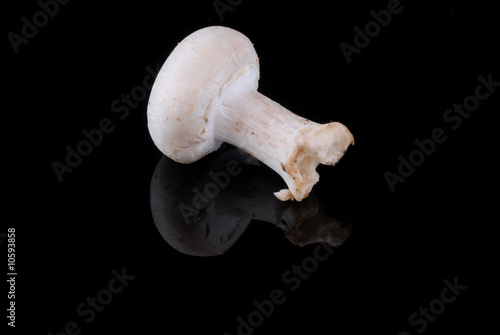 champignon champignon