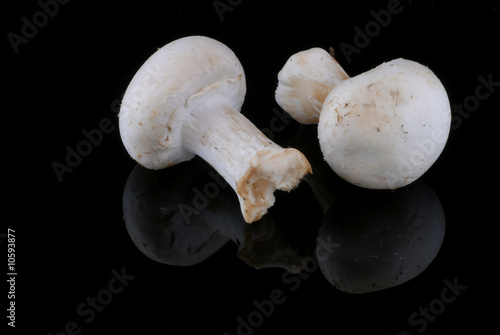 champignon champignon
