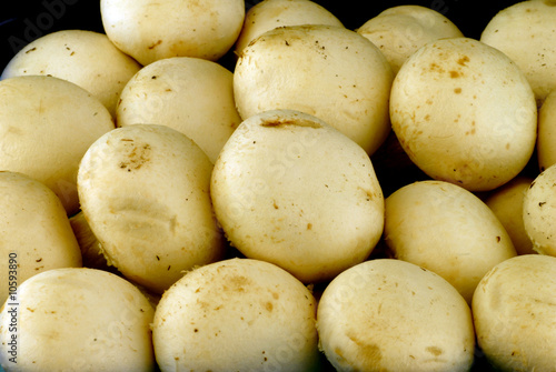 champignon champignon