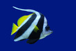 Feather-Fin Bullfish or Bannerfish or Heniochus acuminatus Feather-Fin Bullfish or Bannerfish or Heniochus acuminatus